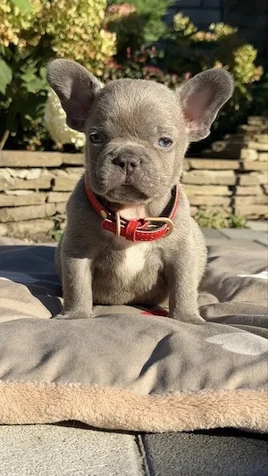 Französische Bulldogge