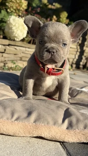 Französische Bulldogge