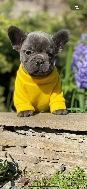 Französische Bulldogge