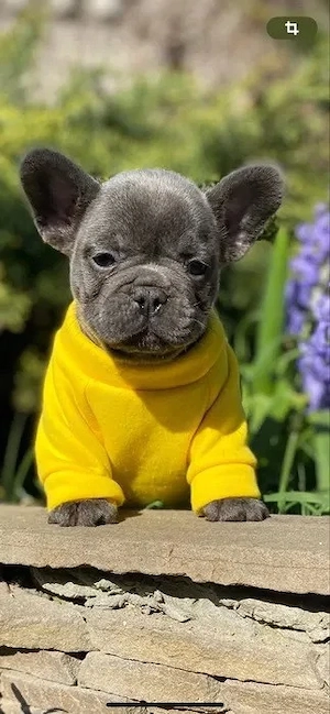 Französische Bulldogge