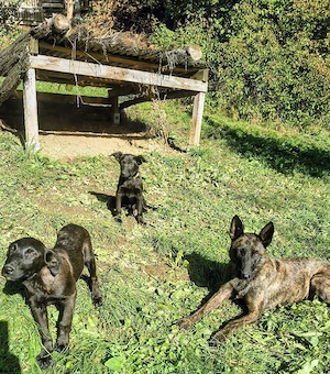 Hunde.Welpen ..Junghunde  