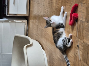 Diese kleine 1 jahr sucht neues Zuhause 