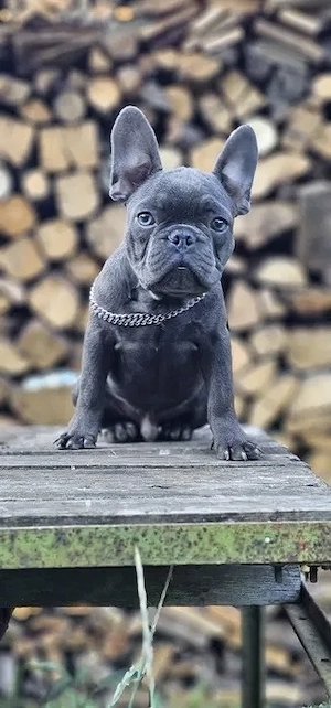 Französische Bulldogge