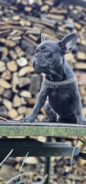Französische Bulldogge