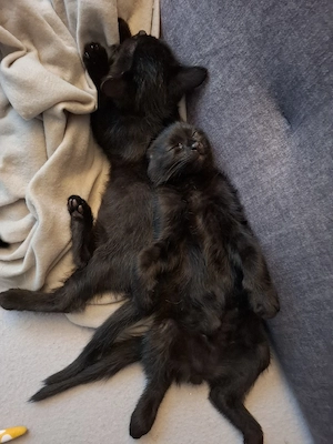 katzenbabys