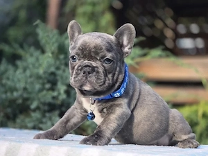 Französische Bulldogge