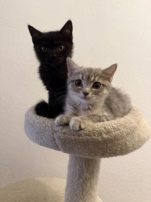 Zwei süße BKH-Kitten suchen ein liebevolles Zuhause   