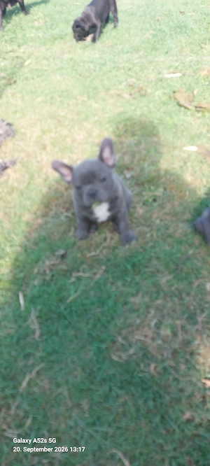 Französische Bulldoggen Welpen in der seltenen Farbe Blue