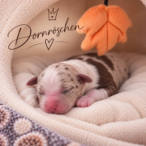 Australian Shepherd Welpen suchen ihr für Immer Zuhause       