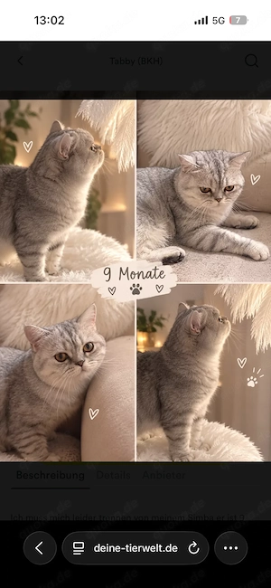 BKH Silver Shaded Kater