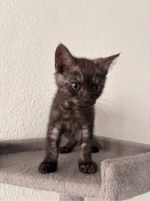 Süße BKH Kitten suchen ein Zuhause