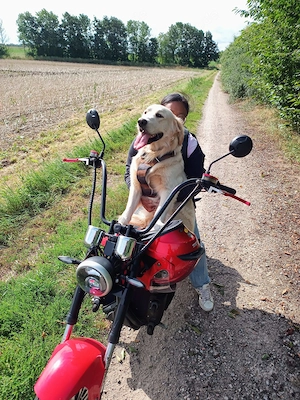  Wollie   junger Golden-Retriever Labrador-Mix sucht ein liebevolles, aktives Zuhause