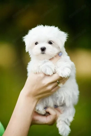Malteser Hunde