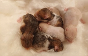 Jungtiere Goldhamster Babys Teddyhamster vanille gold