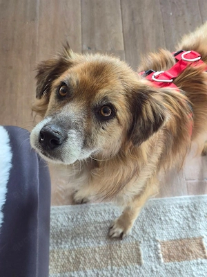 Duke - Bezaubernder Hundebub sucht sein Für-Immer-Zuhause 