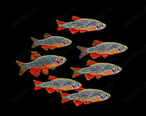 Perlhuhnbärbling Danio margaritatus