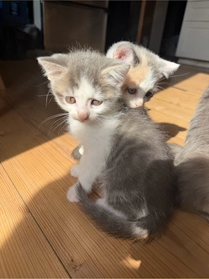 BKH Kitten    Tortie   Blue-Cream   Bicolor | genetisch getestete Mama