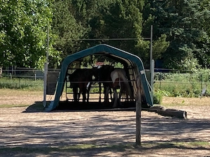 Kleiner Privatstall sucht Hilfe!! 
