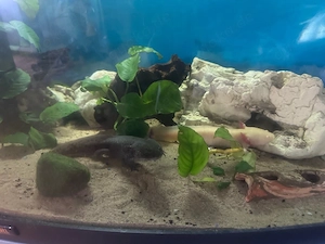 aquarium mit axolotln