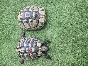 1 Pärchen Griechische Landschildkröten mit Eu Cites Bescheinigungen 