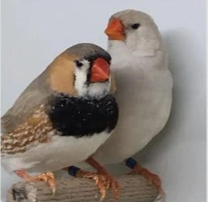 Suche Schwarzbrust Zebrafinken 
