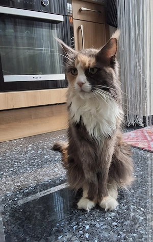 Maine Coon mit Stammbaum Kastriert 