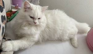 blh BLH Kater kitten 