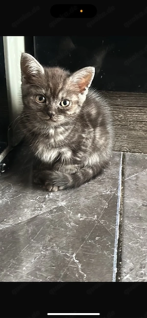 Kitten BKH