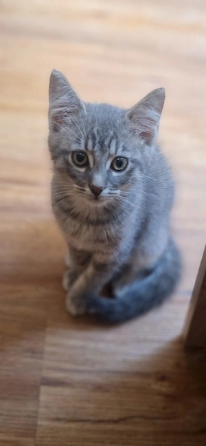 Zwei coole BKH-Mix-Kater suchen ihre Herzensmenschen.
