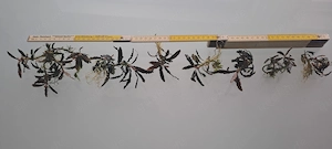 7 Bucephalandra