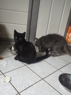 Babykatzen Main Coon Mix