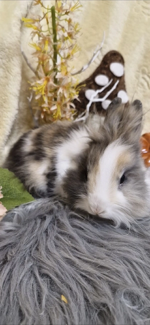 Löwenkopfchen Zwergkaninchen Hase Mädchen