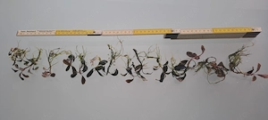 13 Bucephalandra