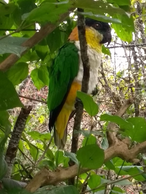 2*Grünzügelpapagei (Pionites melanocephalus)