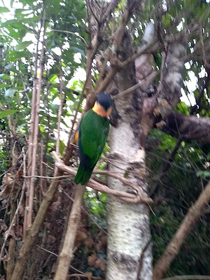 1,1 Grünzügelpapagei (Pionites melanocephalus);Geschwister; eigene Nachzucht Bild 2