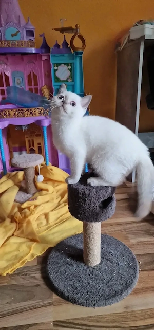 Britisch kurzhaar Kater 