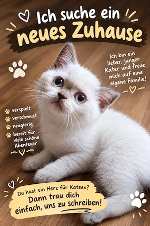 Britisch kurzhaar Kater 