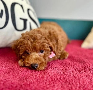 Toy Pudel Welpen, Hunde