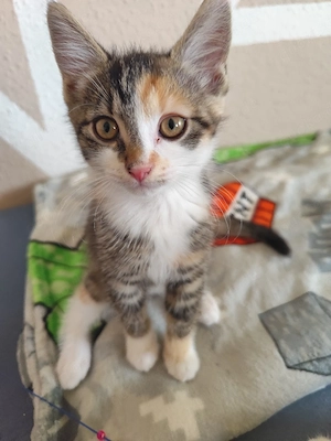 vermitteln unser kitten 3 monate alt 