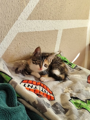 weibliches kitten , 3 monate 