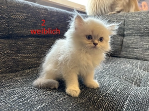 Wunderschöne Perser-Himalaya-Kitten (Colourpoint   Blue Point) abzugeben!