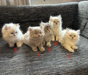 Wunderschöne Perser-Himalaya-Kitten (Colourpoint   Blue Point) abzugeben!
