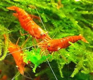 11 Neocaridina Garnelen für 10.-