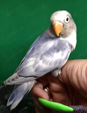 0.1 Schwarzköpfchen Schecke