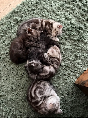 5 bezaubernde BKH-Mäuse suchen ihre Familie für's Leben! 