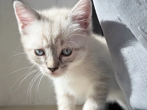 baby kater