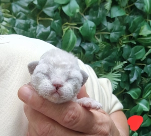 Devon Rex Kitten können mit 12 Wochen umziehen zu mitte Dezember umziehen 