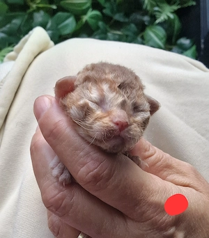 Devon Rex Kitten können mit 12 Wochen umziehen zu mitte Dezember umziehen 