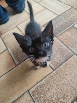Europäische kurr haar katzen 