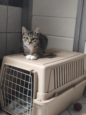 Babykatze, Katzenbaby,Kitten